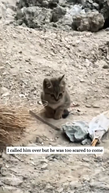 C1612029_found tabby cat hanging out on construction site.#animals #fy… (1)