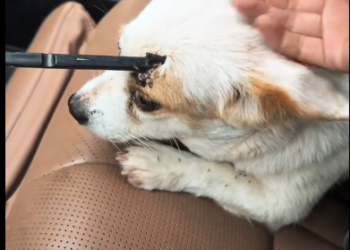 C1612030_So lucky little dog got saved #animals #fyp #rescue #puppy #dogs… (1)