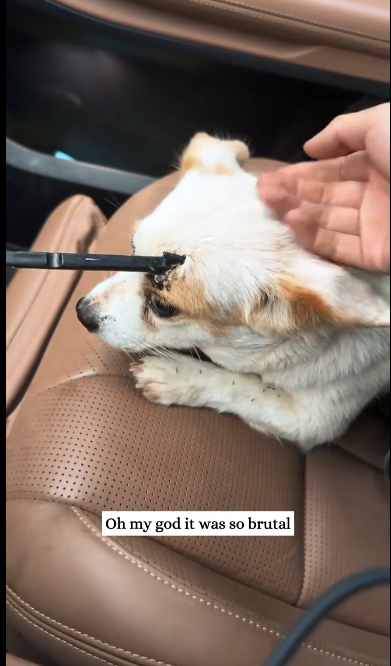 C1612030_So lucky little dog got saved #animals #fyp #rescue #puppy #dogs… (1)