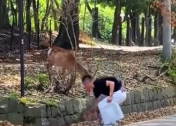 C1812001_helped family deer then #rescue #animals #animalsoftiktok #de…