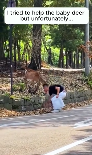 C1812001_helped family deer then #rescue #animals #animalsoftiktok #de…