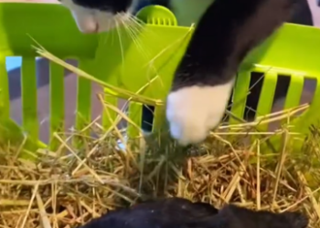 C1812002_Rescue crow then #rescue #animals #animalsoftiktok #crow #fyp