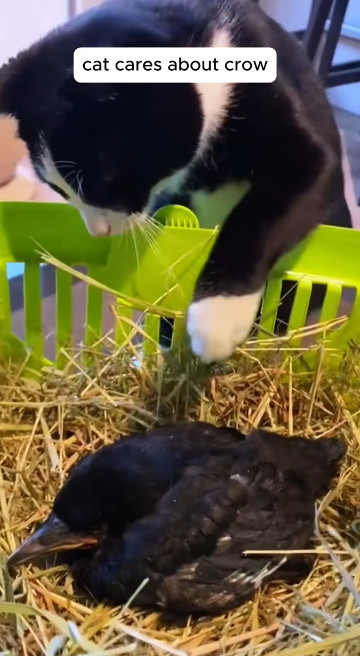C1812002_Rescue crow then #rescue #animals #animalsoftiktok #crow #fyp