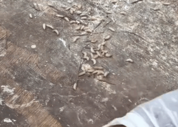 C0112026_One desperate life stranded without hope #rescuejourney #aid_part2