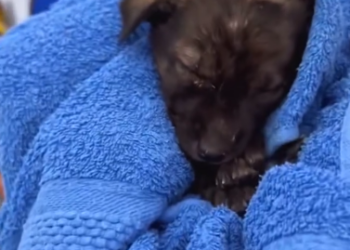 C1812004_Rescue puppy #rescue #animals #puppy #animalsoftiktok #dog #fyp (1)