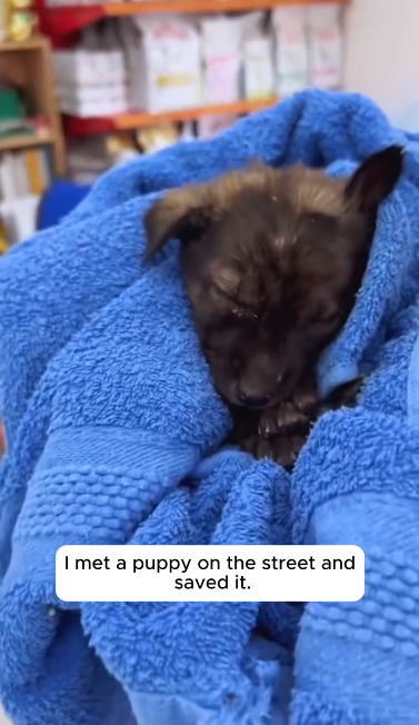 C1812004_Rescue puppy #rescue #animals #puppy #animalsoftiktok #dog #fyp (1)