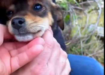 C1812005_Rescue puppy #rescue #animals #puppy #animalsoftiktok (1)