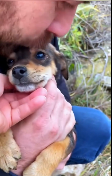 C1812005_Rescue puppy #rescue #animals #puppy #animalsoftiktok (1)