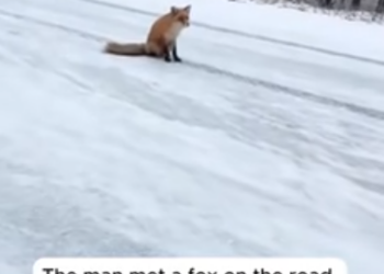 C1812006_Rescue fox #rescue #animals #animalsoftiktok #rescueanimals #fox #f…