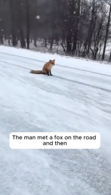 C1812006_Rescue fox #rescue #animals #animalsoftiktok #rescueanimals #fox #f…