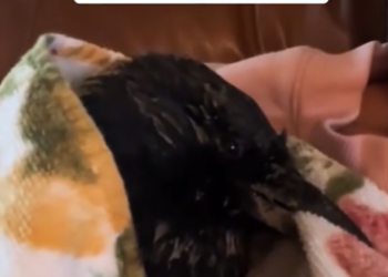 C1812007_Rescue crow then #rescue #animals #animalsoftiktok #crow #fyp (1)