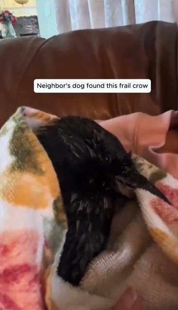 C1812007_Rescue crow then #rescue #animals #animalsoftiktok #crow #fyp (1)
