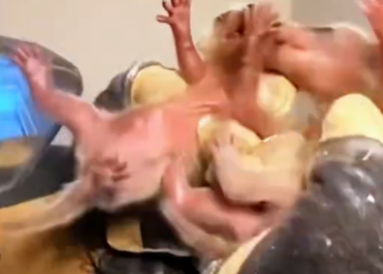 C1812008_Rescue baby raccoons #rescue #animals #animalsoftiktok #rescueanimals…