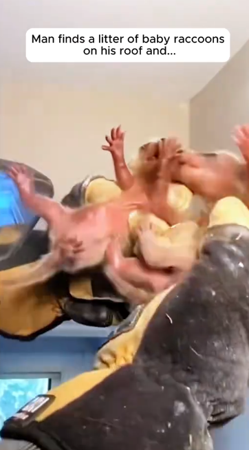 C1812008_Rescue baby raccoons #rescue #animals #animalsoftiktok #rescueanimals…