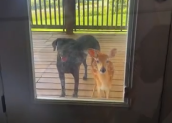 C1812009_My dog brought deer home as friend #rescue #animals #animalsoftik…