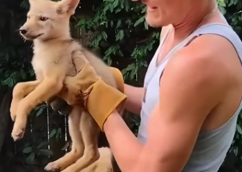 C1812010_found wolf in my garden after years #rescue #animals #anima…