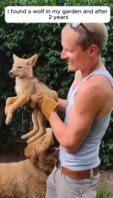 C1812010_found wolf in my garden after years #rescue #animals #anima…