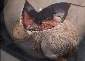 C1812011_girl found an ostrich egg raised it #rescue #animals #animals…