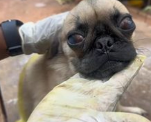 C0112027_This weakened soul unable to stand anymore #carecenter #savehope_part2