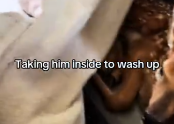 C1812012_saw baby deer at door #rescue #animals #animalsoftiktok #resc…