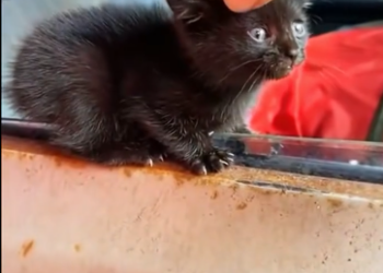 C1812013_Rescue kitten #rescue #animals #animalsoftiktok #rescueanimals #kit…