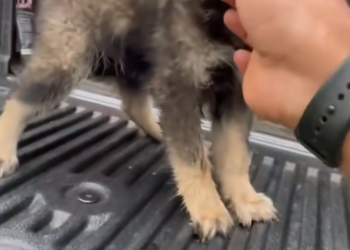 C1812014_girl found sick puppy helped it #rescue #animals #animalsof… (1)
