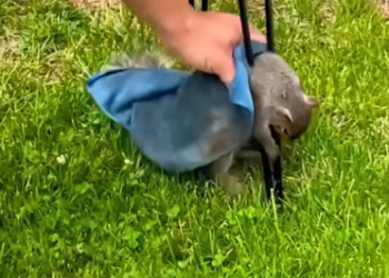 C1812015_Rescue squirrel #rescue #animals #animalsoftiktok #rescueanimals #s…