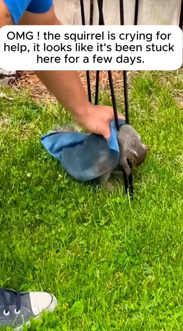 C1812015_Rescue squirrel #rescue #animals #animalsoftiktok #rescueanimals #s…