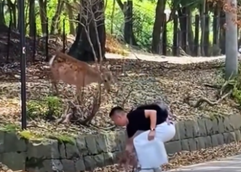 C1812016_helped family deer then #rescue #animals #animalsoftiktok #de… (1)