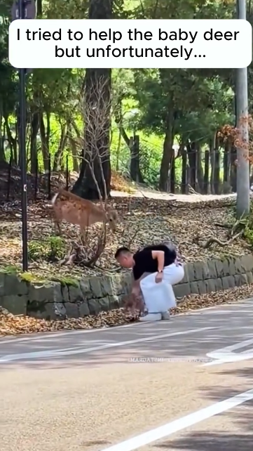 C1812016_helped family deer then #rescue #animals #animalsoftiktok #de… (1)