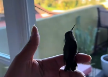 C1812017_saved tiny bird then #rescue #animals #animalsoftiktok #resc…