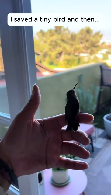 C1812017_saved tiny bird then #rescue #animals #animalsoftiktok #resc…