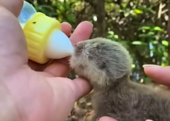 C1812018_found baby otter #rescue #animals #animalsoftiktok #rescueanimals…