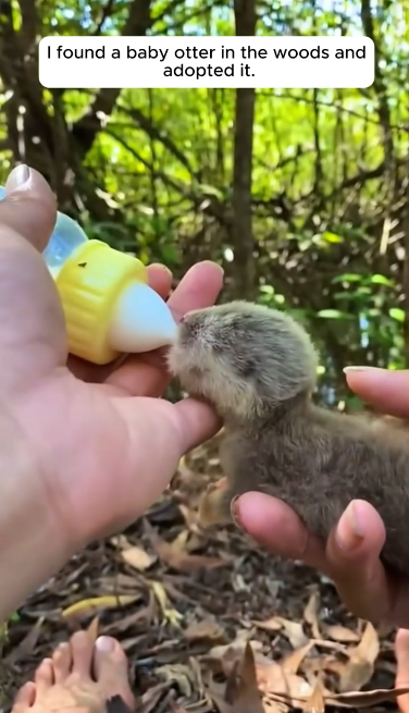 C1812018_found baby otter #rescue #animals #animalsoftiktok #rescueanimals…