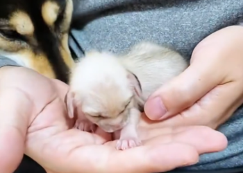 C1812019_thought it was kitten but it wasn #rescue #animals #animalsofti…