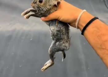 C1812020_Kind man saved drowning rabbit #rescue #animals #animalsoftiktok #r…