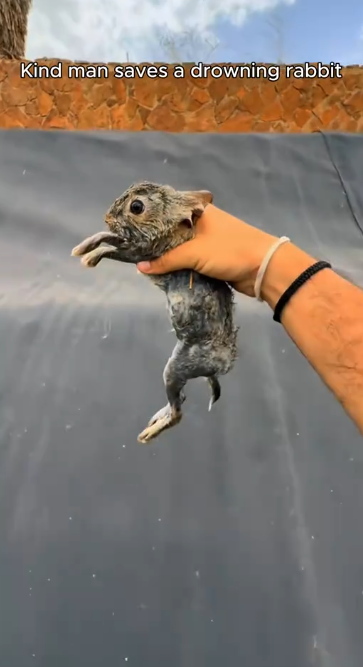 C1812020_Kind man saved drowning rabbit #rescue #animals #animalsoftiktok #r…