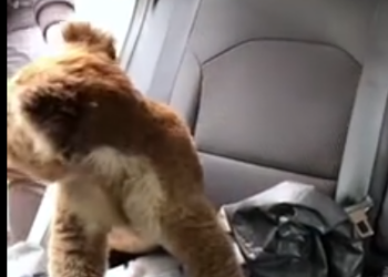 C1812021_saved koala lost it mother #rescue #animals #animalsoftikt…