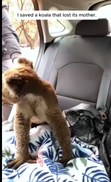 C1812021_saved koala lost it mother #rescue #animals #animalsoftikt…