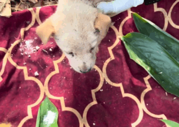 C0112028_A traumatized being shaking uncontrollably #supportnow #healingstarts_part2