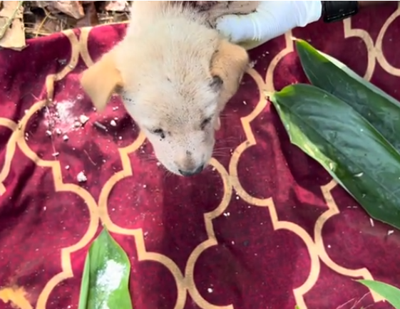 C0112028_A traumatized being shaking uncontrollably #supportnow #healingstarts_part2