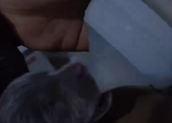 C1812022_thought it was just normal baby but it wasn t. adopted wolf