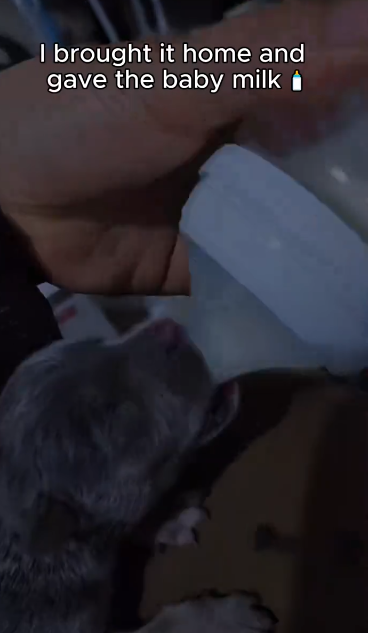 C1812022_thought it was just normal baby but it wasn t. adopted wolf