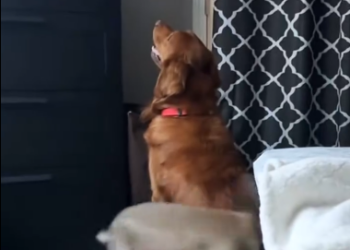 C1812023_My dog found bunny made friends it #rescue #animals #anima…