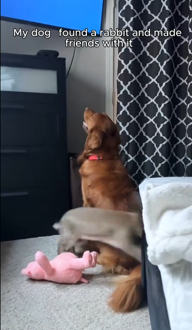 C1812023_My dog found bunny made friends it #rescue #animals #anima…