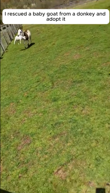 C1812025_rescued baby goat donkey #rescue #animals #animalsoftiktok