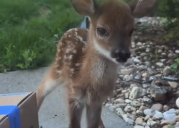 C1812026_morning saw baby deer standing in front of my door #rescue