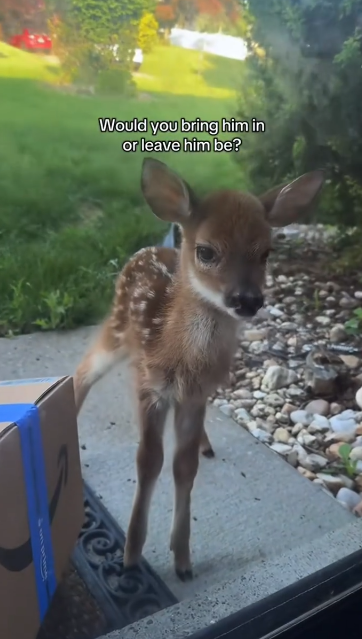 C1812026_morning saw baby deer standing in front of my door #rescue