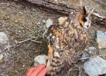 C1812028_Rescue an owl #rescue #animals #animalsoftiktok #rescueanimals #owl