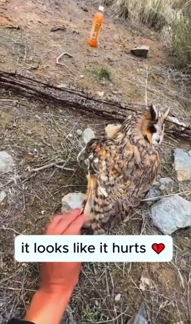 C1812028_Rescue an owl #rescue #animals #animalsoftiktok #rescueanimals #owl